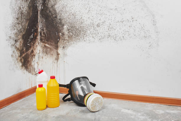 Best Residential Mold Removal  in South River, NJ