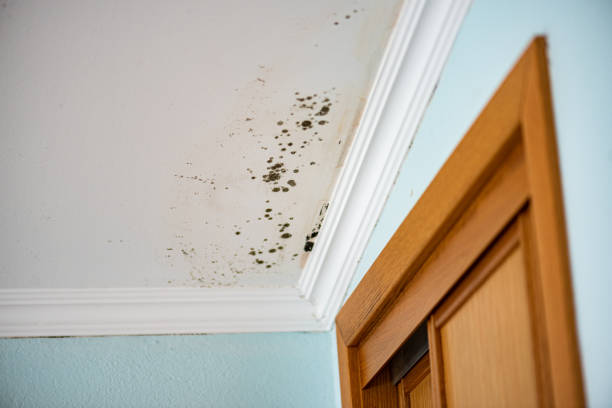 Office Mold Removal Services in South River, NJ