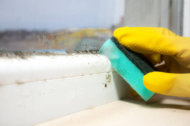 Home Mold Removal in South River, NJ