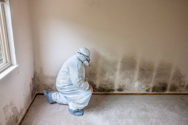 Best Professional Mold Removal  in South River, NJ