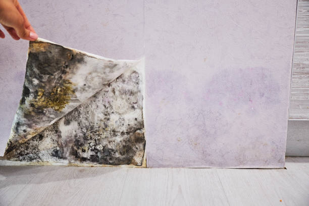 Best Local Mold Removal Service  in South River, NJ